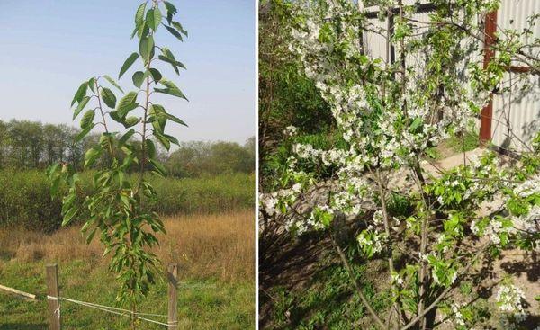 เชอร์รี่สาว