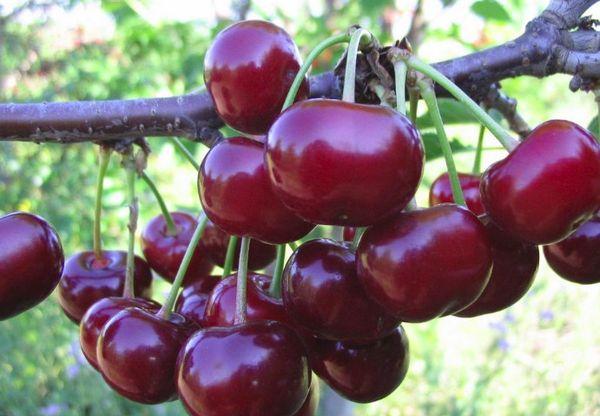 เชอร์รี่ น็อคก้า