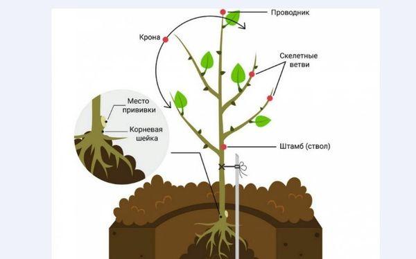 แผนการลงจอด