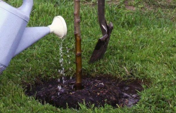 โหมดการรดน้ำ