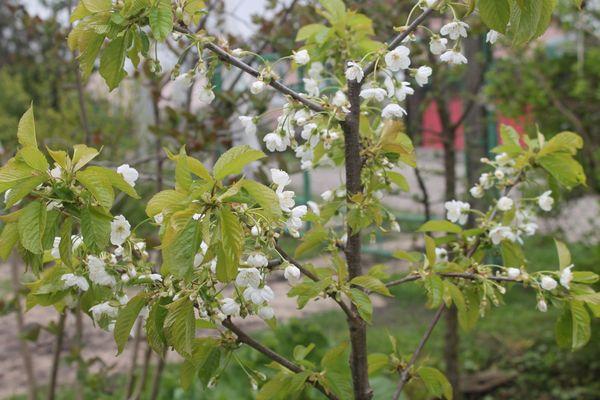 ระยะออกดอก