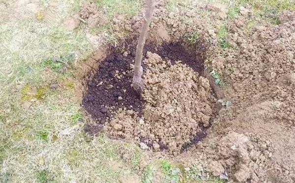 ต้นกล้าในดิน