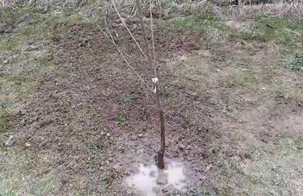 โหมดการรดน้ำ