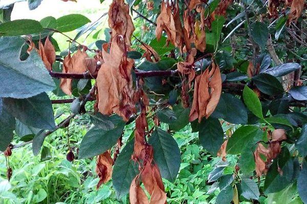 แผลไหม้ที่สมองส่วนหน้า)