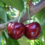 พันธุ์ Tyutchevka