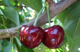 พันธุ์ Tyutchevka