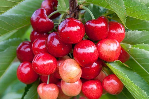 บทกวีเชอร์รี่