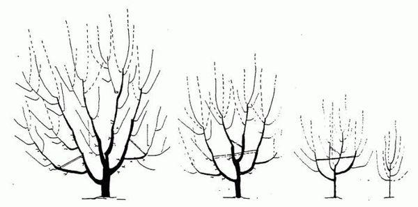 การตัดแต่งกิ่งแบบสร้างสรรค์