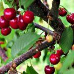 เบอร์รี่สีแดง