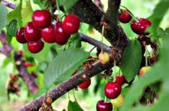 เบอร์รี่สีแดง