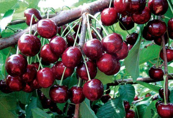 เชอร์รี่สุก