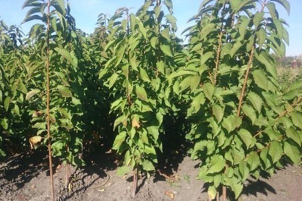 ต้นกล้าเชอร์รี่