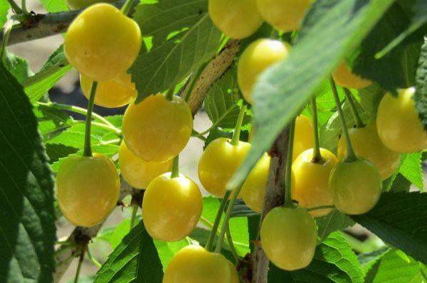 เชอร์รี่สุก