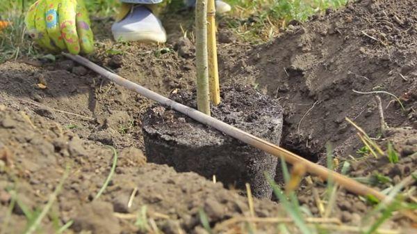 กฎการลงจอด