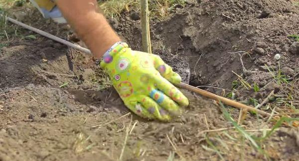 การใส่ปุ๋ยต้นไม้