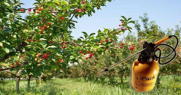 การพ่นเชอร์รี่