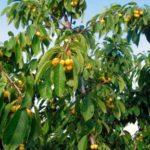 ต้นไทยุตเชฟกา