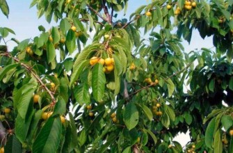 ต้นไทยุตเชฟกา