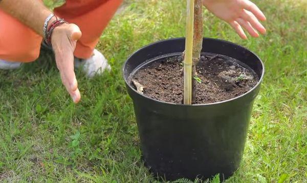 การเตรียมต้นกล้า