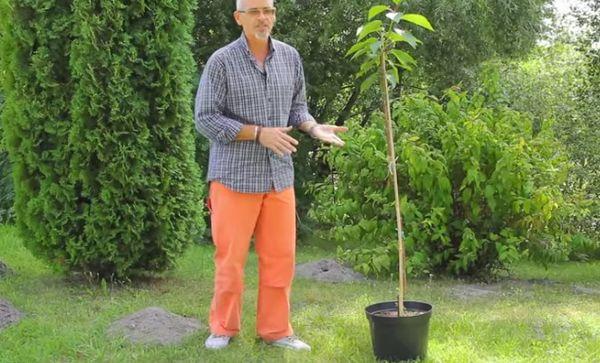 การเตรียมต้นกล้า