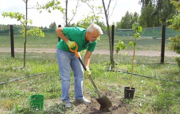 การเตรียมหลุมปลูก