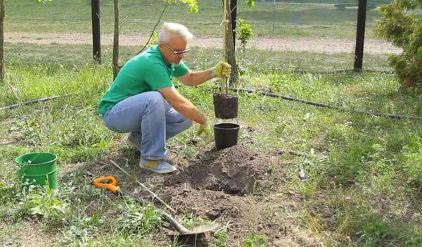 การปลูกต้นเชอร์รี่