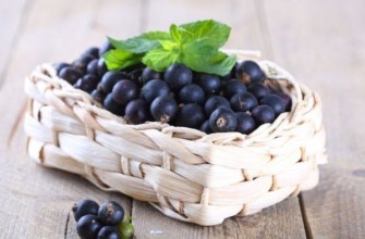 แบล็กเบอร์รี่