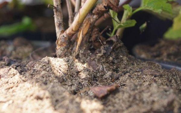 การปลูกลูกเกด