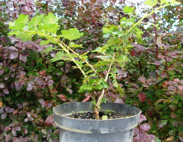 หม้อที่มีต้นอ่อน