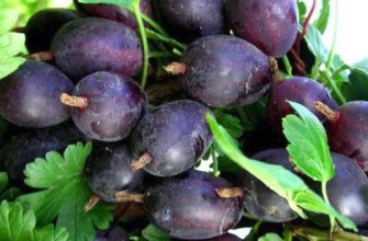 ลูกเกดรูปลูกแพร์