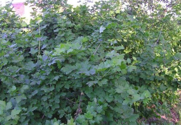 พุ่มไม้ที่มีผล