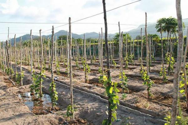 ถุงเท้ายาวฤดูร้อน