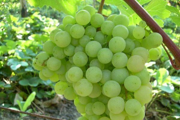 การเก็บเกี่ยวที่สุกงอม