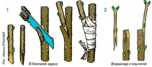 ทำไมการต่อกิ่งมะยมจึงจำเป็น ข้อดีข้อเสีย และคำแนะนำทีละขั้นตอน