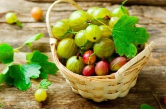 ลูกเกดฝรั่ง