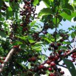 ต้นเชอร์รี่