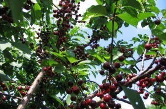 ต้นเชอร์รี่