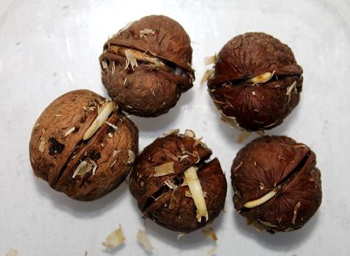 การเจริญเติบโตจากเมล็ด