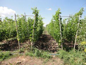 คำแนะนำทีละขั้นตอนเกี่ยวกับวิธีการทำโครงองุ่นด้วยตัวเอง