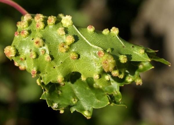 จอมพลต่อสู้กับโรคฟิลลอกเซรา