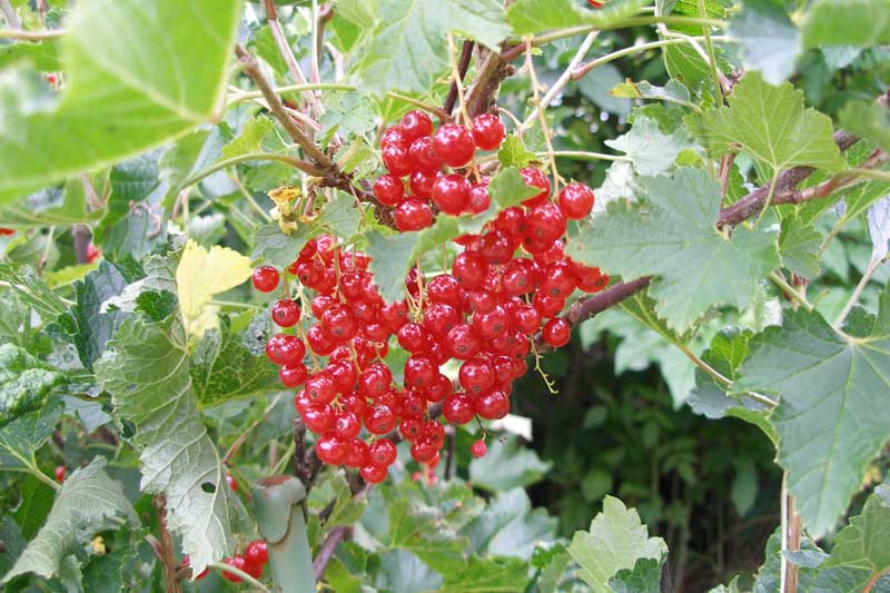 ลูกเกดแดง