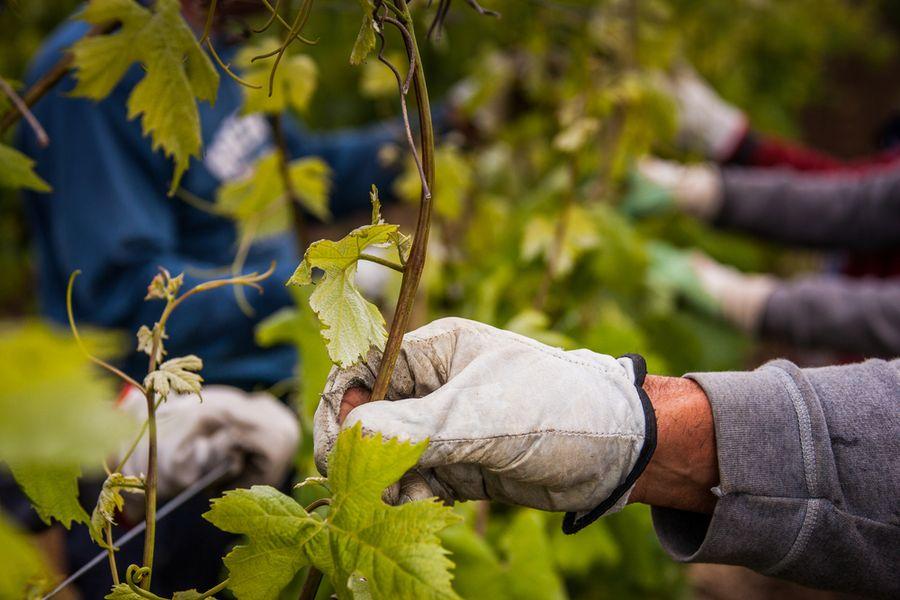 ต้นองุ่น