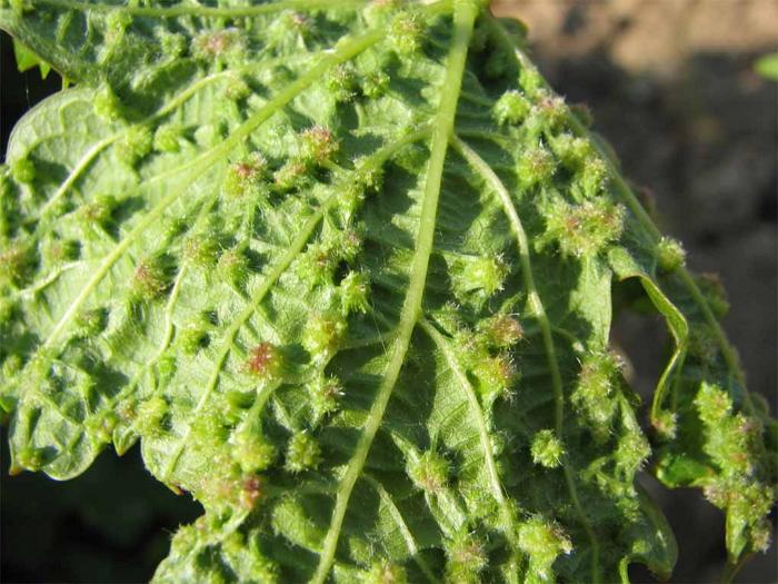 ศัตรูพืชองุ่น Phylloxera