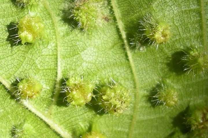 phylloxéra sur raisins