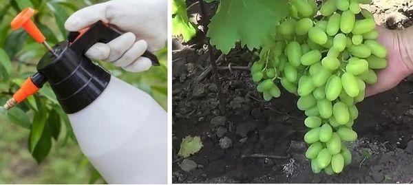 สารป้องกันเชื้อราสำหรับองุ่น