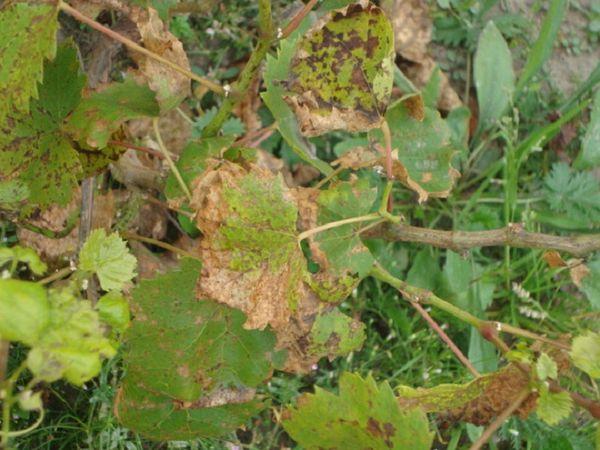 แผลตกสะเก็ดองุ่น