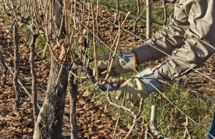 โดยการตัดแต่งแบบชาม