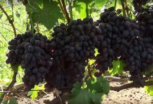 ลักษณะและคำอธิบายขององุ่นพันธุ์ซาบาวา การปลูกและการดูแล