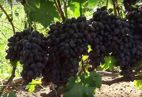 ต้านทานโรค