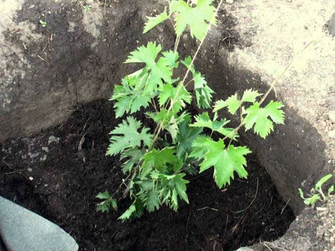 planter des plants de vigne